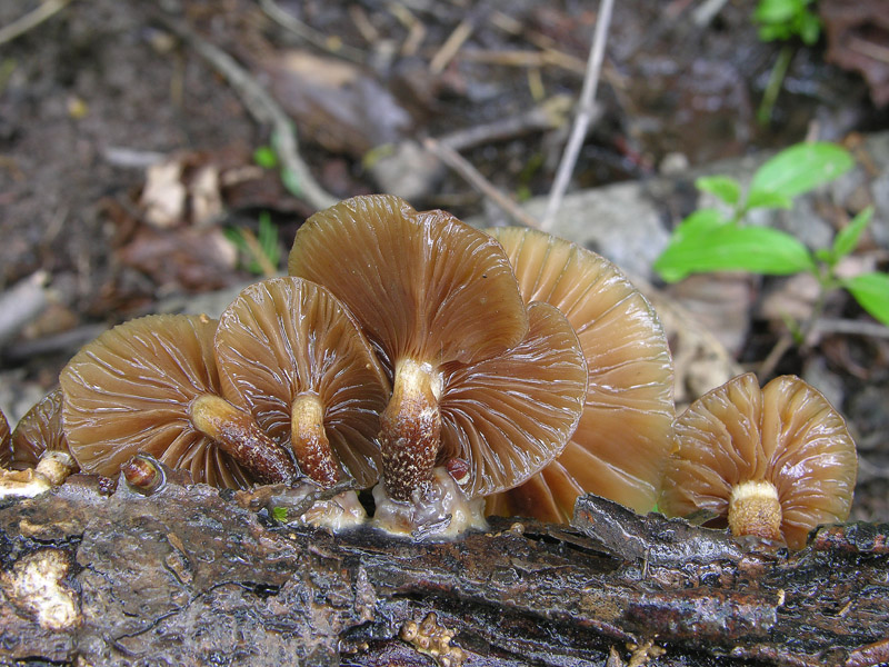 Eccoli i funghi.......